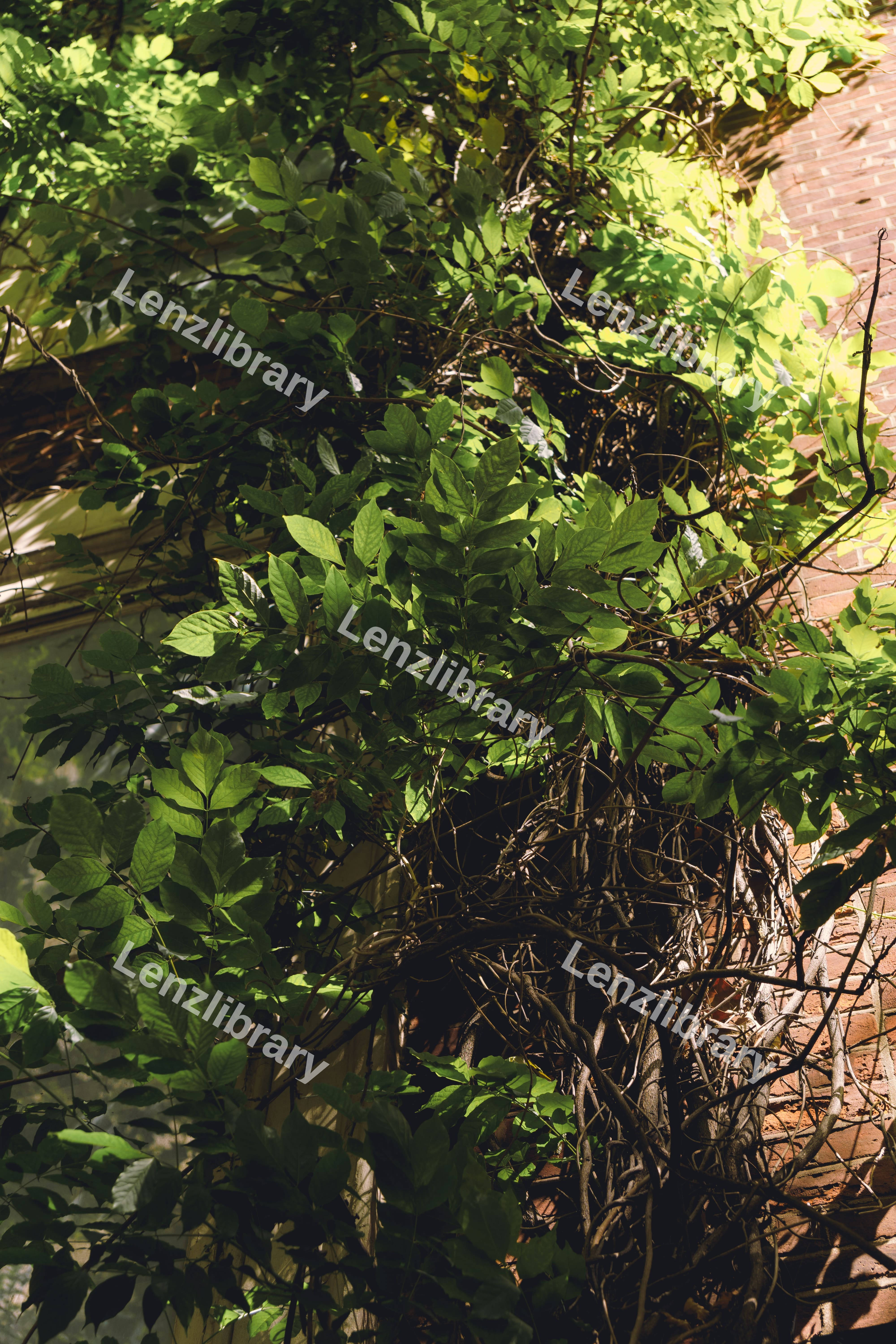 Foliage